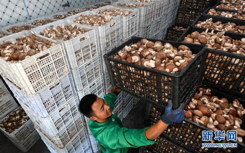 订单农业助农增收，陕西留坝商贸新篇章